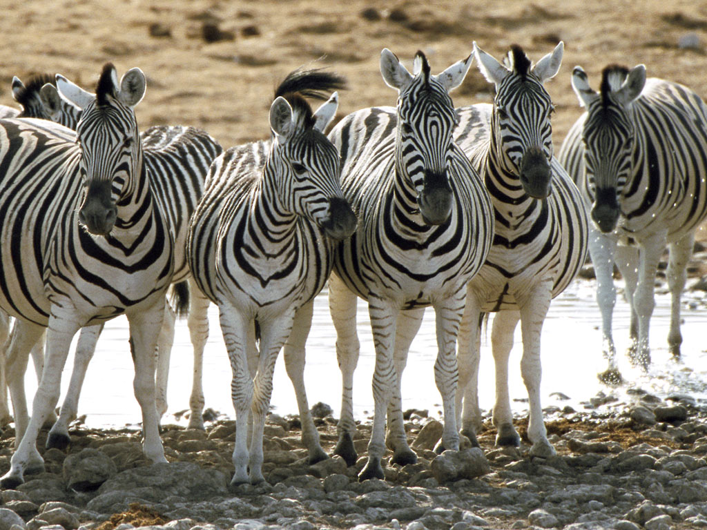 Papel de parede Zebras Enfileiradas para download gratuito. Use no computador pc, mac, macbook, celular, smartphone, iPhone, onde quiser!