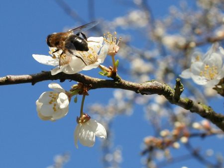 Papel de parede Abelha na primavera para download gratuito. Use no computador pc, mac, macbook, celular, smartphone, iPhone, onde quiser!