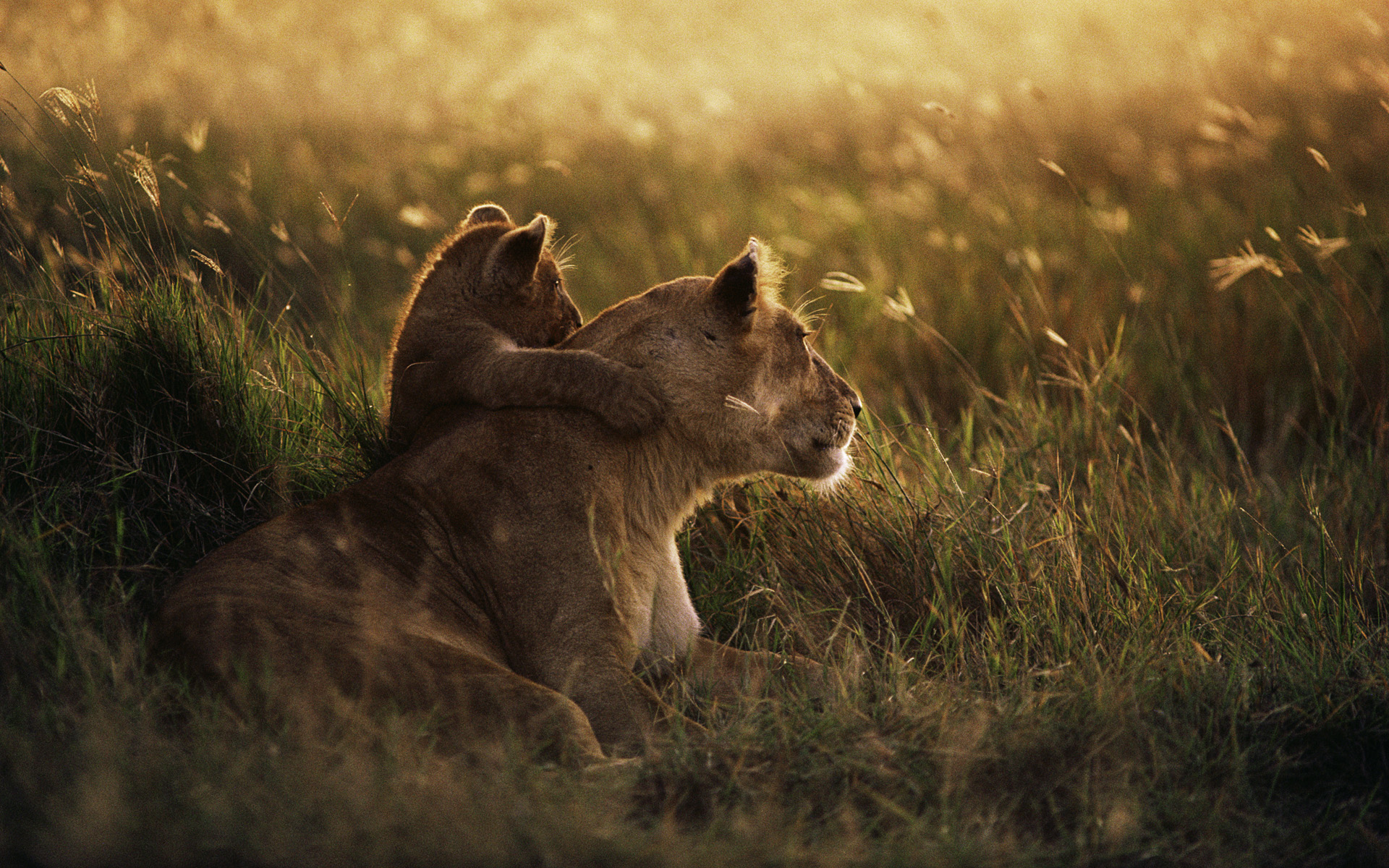 Featured image of post Fotos De Animais Selvagens Para Papel De Parede Papel de carros tunados wallpaper