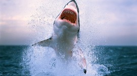 Papel de parede Ataque de Tubarão