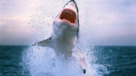 Papel de parede Ataque de Tubarão para download gratuito. Use no computador pc, mac, macbook, celular, smartphone, iPhone, onde quiser!