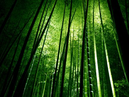 Papel de parede Bambú para download gratuito. Use no computador pc, mac, macbook, celular, smartphone, iPhone, onde quiser!