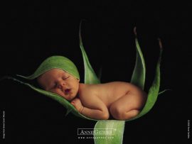 Papel de parede Bebê Flor – Anne Geddes