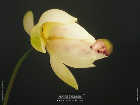 Papel de parede Bebê Florido – Anne Geddes para download gratuito. Use no computador pc, mac, macbook, celular, smartphone, iPhone, onde quiser!