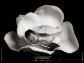 Papel de parede Bebê na Flor – Anne Geddes