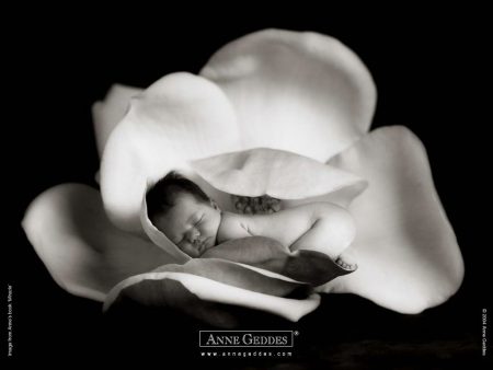 Papel de parede Bebê na Flor – Anne Geddes para download gratuito. Use no computador pc, mac, macbook, celular, smartphone, iPhone, onde quiser!