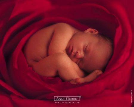 Papel de parede Bebê na Rosa – Anne Geddes para download gratuito. Use no computador pc, mac, macbook, celular, smartphone, iPhone, onde quiser!