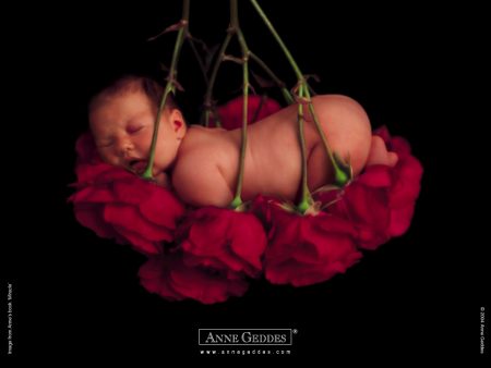 Papel de parede Bebê nas Rosas – Anne Geddes para download gratuito. Use no computador pc, mac, macbook, celular, smartphone, iPhone, onde quiser!