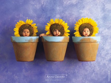 Papel de parede Bebês Girassol – Anne Geddes para download gratuito. Use no computador pc, mac, macbook, celular, smartphone, iPhone, onde quiser!