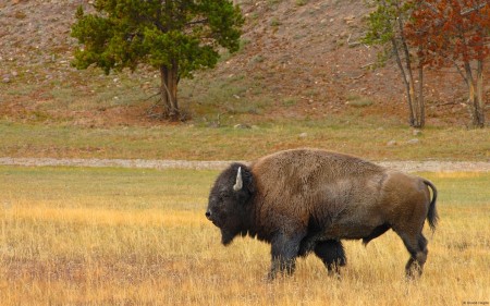 Papel de parede Bison no Campo para download gratuito. Use no computador pc, mac, macbook, celular, smartphone, iPhone, onde quiser!