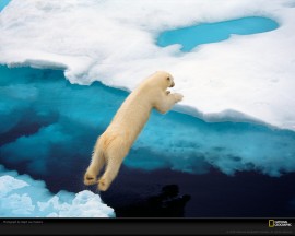 Papel de parede Urso Polar