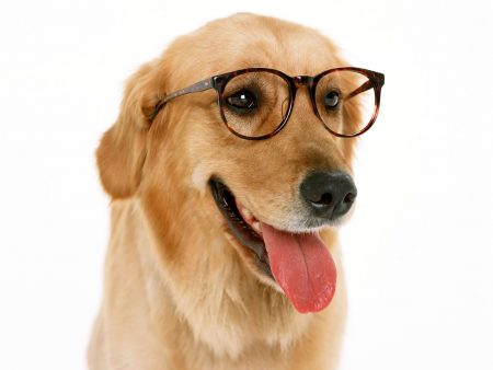 Papel de parede Cachorro de Óculos para download gratuito. Use no computador pc, mac, macbook, celular, smartphone, iPhone, onde quiser!