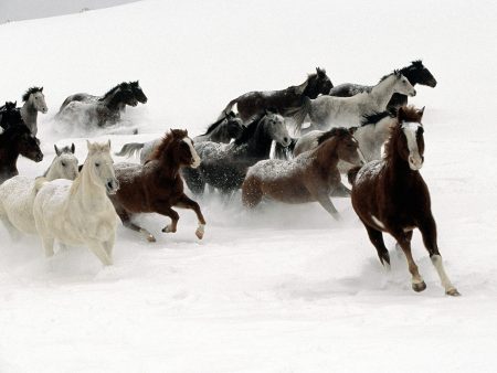 Papel de parede Cavalos selvagens na neve para download gratuito. Use no computador pc, mac, macbook, celular, smartphone, iPhone, onde quiser!