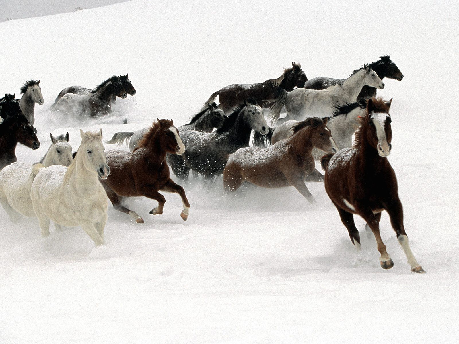 Papel De Parede Paisagem Animais Cavalo Pulando Céu M² Anm84