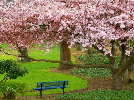 Papel de parede Cerejeira do Evergreen Park, Washington para download gratuito. Use no computador pc, mac, macbook, celular, smartphone, iPhone, onde quiser!
