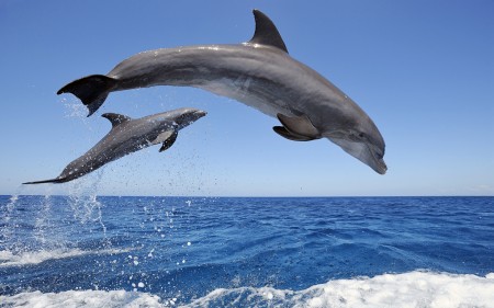 Papel de parede Golfinhos Saltando para download gratuito. Use no computador pc, mac, macbook, celular, smartphone, iPhone, onde quiser!