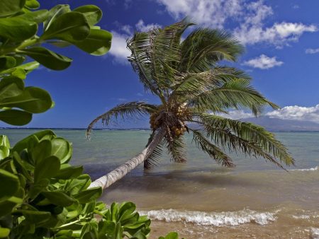 Papel de parede Coqueiro no Hawaii para download gratuito. Use no computador pc, mac, macbook, celular, smartphone, iPhone, onde quiser!
