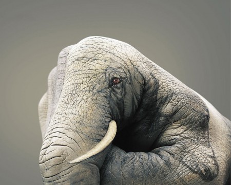 Papel de parede Elefante Pintado na Mão para download gratuito. Use no computador pc, mac, macbook, celular, smartphone, iPhone, onde quiser!