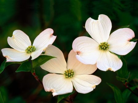 Papel de parede Flores Brancas para download gratuito. Use no computador pc, mac, macbook, celular, smartphone, iPhone, onde quiser!