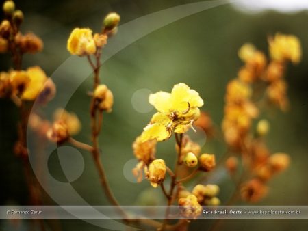 Papel de parede Flores Brasileiras Amarelas para download gratuito. Use no computador pc, mac, macbook, celular, smartphone, iPhone, onde quiser!