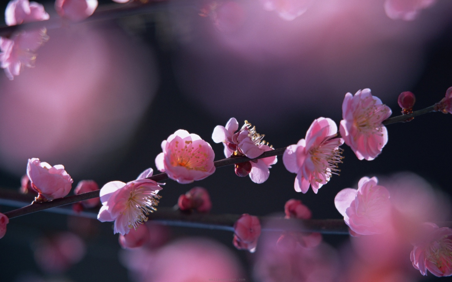 papel de parede para PC, em 4k, com uma flor delicada no centro, na cor  rosa escuro