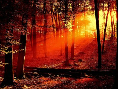 Papel de parede Floresta Vermelha para download gratuito. Use no computador pc, mac, macbook, celular, smartphone, iPhone, onde quiser!
