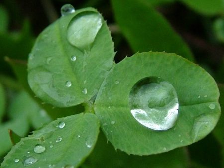 Papel de parede Folha na chuva para download gratuito. Use no computador pc, mac, macbook, celular, smartphone, iPhone, onde quiser!