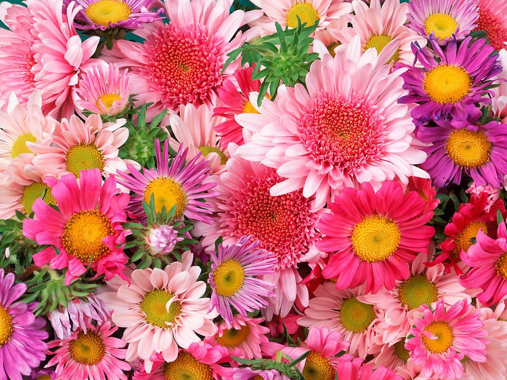 Papel de parede Flores Coloridas para download gratuito. Use no computador pc, mac, macbook, celular, smartphone, iPhone, onde quiser!