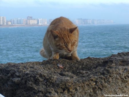 Papel de parede Gato de Cadiz para download gratuito. Use no computador pc, mac, macbook, celular, smartphone, iPhone, onde quiser!