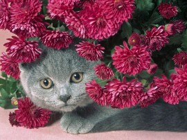 Papel de parede Gato com flores