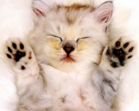 Papel de parede Gato Filhote para download gratuito. Use no computador pc, mac, macbook, celular, smartphone, iPhone, onde quiser!
