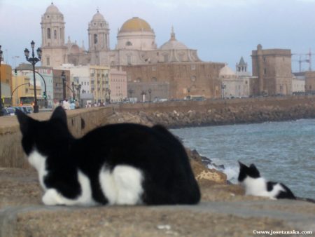 Papel de parede Gatos em Cadiz para download gratuito. Use no computador pc, mac, macbook, celular, smartphone, iPhone, onde quiser!