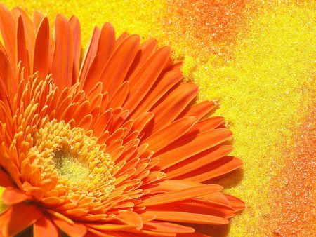 Papel de parede Gérbera Laranja para download gratuito. Use no computador pc, mac, macbook, celular, smartphone, iPhone, onde quiser!