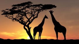 Papel de parede Girafas ao Pôr-do-Sol