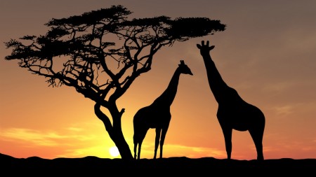 Papel de parede Girafas ao Pôr-do-Sol para download gratuito. Use no computador pc, mac, macbook, celular, smartphone, iPhone, onde quiser!