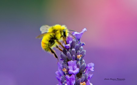 Papel de parede Abelha na Flor de Lavanda para download gratuito. Use no computador pc, mac, macbook, celular, smartphone, iPhone, onde quiser!