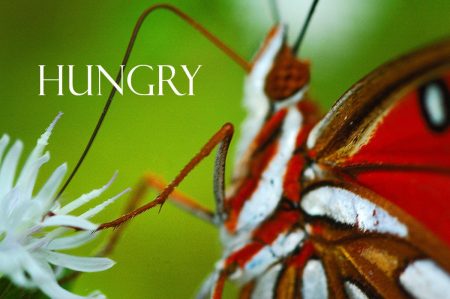 Papel de parede Hungry para download gratuito. Use no computador pc, mac, macbook, celular, smartphone, iPhone, onde quiser!