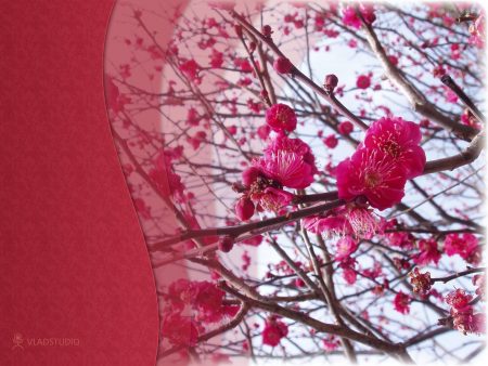 Papel de parede Japão – Sakura para download gratuito. Use no computador pc, mac, macbook, celular, smartphone, iPhone, onde quiser!