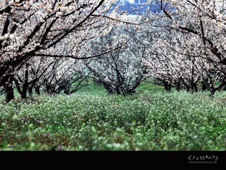 Papel de parede Jardim de Primavera para download gratuito. Use no computador pc, mac, macbook, celular, smartphone, iPhone, onde quiser!