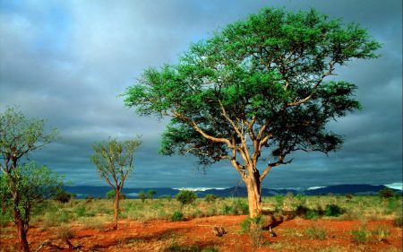 Papel de parede Kruger National Park para download gratuito. Use no computador pc, mac, macbook, celular, smartphone, iPhone, onde quiser!