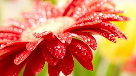 Papel de parede Linda Flor Vermelha para download gratuito. Use no computador pc, mac, macbook, celular, smartphone, iPhone, onde quiser!