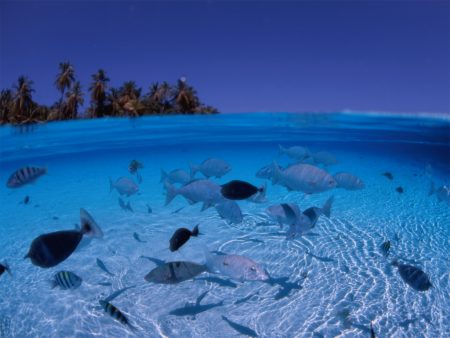 Papel de parede Mar está para peixe para download gratuito. Use no computador pc, mac, macbook, celular, smartphone, iPhone, onde quiser!