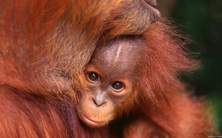 Papel de parede Mãe e Filhote Orangutango para download gratuito. Use no computador pc, mac, macbook, celular, smartphone, iPhone, onde quiser!