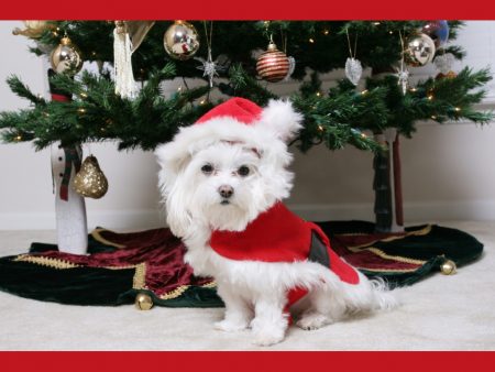 Papel de parede Natal – Cão para download gratuito. Use no computador pc, mac, macbook, celular, smartphone, iPhone, onde quiser!