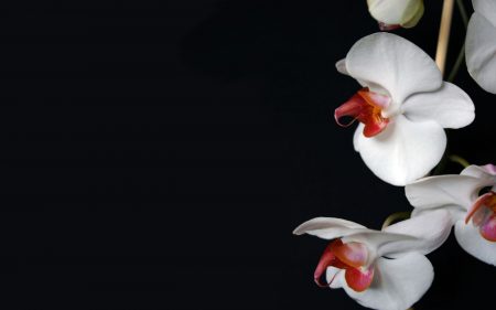 Papel de parede Orquídea – Bela para download gratuito. Use no computador pc, mac, macbook, celular, smartphone, iPhone, onde quiser!
