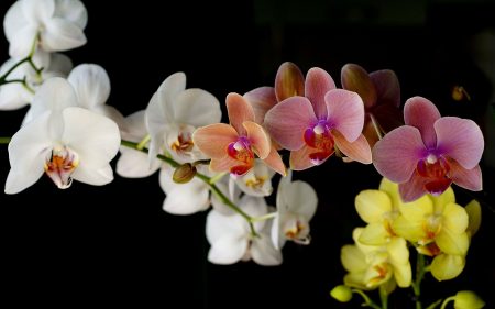 Papel de parede Orquídea – Coloridas para download gratuito. Use no computador pc, mac, macbook, celular, smartphone, iPhone, onde quiser!
