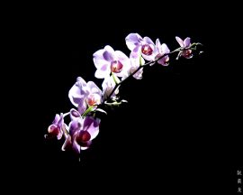 Papel de parede Orquídea – Especial