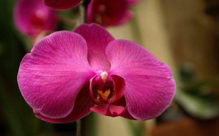 Papel de parede Orquídea – Rosa para download gratuito. Use no computador pc, mac, macbook, celular, smartphone, iPhone, onde quiser!