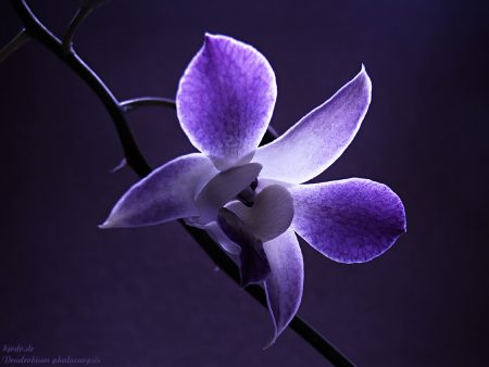 Papel de parede Orquídea Azul para download gratuito. Use no computador pc, mac, macbook, celular, smartphone, iPhone, onde quiser!
