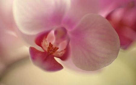 Papel de parede Orquídea para download gratuito. Use no computador pc, mac, macbook, celular, smartphone, iPhone, onde quiser!